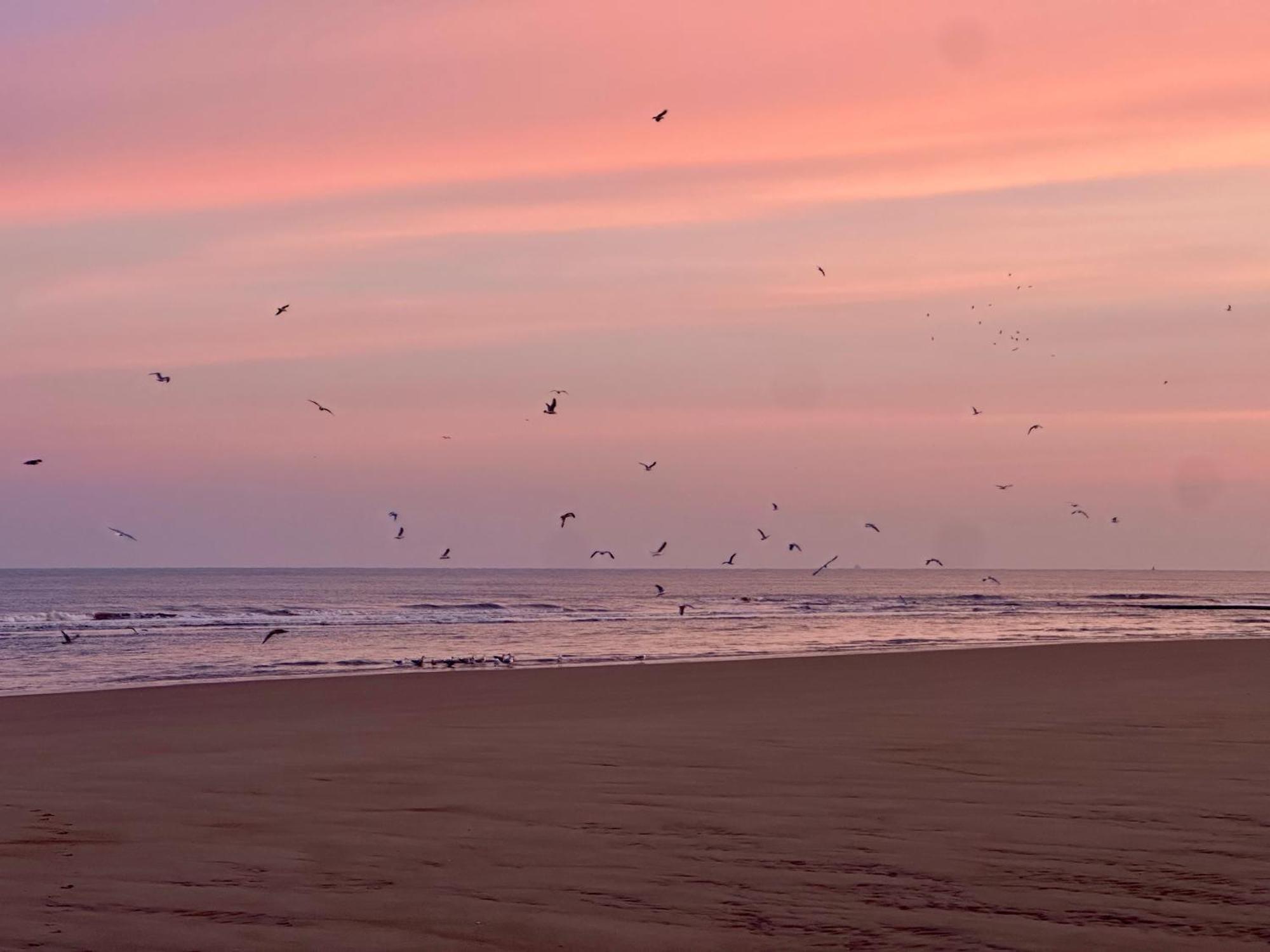 luxestudio - zeezicht - groot terras - zwembad Oostende Buitenkant foto
